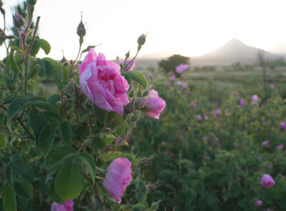 原料 ― ダマスクローズ